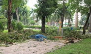 Người phụ nữ bị cây đè ở công viên Tao Đàn đã tử vong