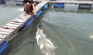 Cá bè Long Sơn lại chết trắng