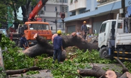 Cây xanh bật gốc đè 3 căn nhà khiến giao thông tê liệt