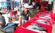 Cá ngừ sọc dưa tràn ngập cảng Hòn Rớ