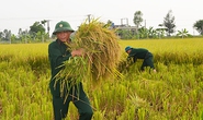 Công an, bộ đội, học sinh gặt lúa giúp dân chạy bão số 7