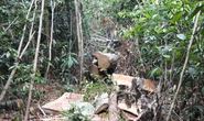 Cán bộ quản lý rừng bị nhóm đối tượng nghi lâm tặc chém chết