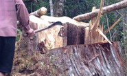 Lâm tặc triệt hạ 30 cây pơ mu hàng trăm năm tuổi ở Quảng Nam