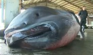 Nhật Bản: Bắt được cá mập khổng lồ cực hiếm