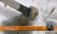 Thái Lan: Rắn hổ mang tái xuất trong nhà vệ sinh