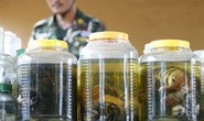 Thái Lan buộc tội 3 nhà sư buôn bán động vật hoang dã trái phép