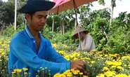 Hoa cúc tiger đất thắng lớn dịp Tết Đoan Ngọ