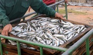 Đề nghị tiêu hủy cá nục nhiễm chất độc Phenol là vội vàng