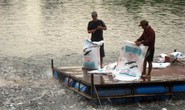 “Cò cá” bắt tay thương lái Trung Quốc lùng sục mua cá tra non