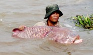 Chuyện ly kỳ về ông cá hô trên dòng Vàm Nao