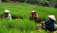 Rau củ Đà Lạt tăng giá mạnh