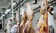 Lo Úc cấm xuất khẩu bò sang Việt Nam