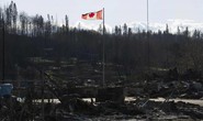 Canada: Cháy rừng dữ dội, gấu tràn vào thành phố kiếm ăn