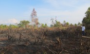 Gần 300 người chặt phá rừng sao