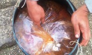 Ngao chết hàng loạt ở Thanh Hóa do... ông trời