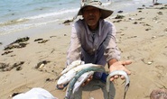 Khả năng 29-6 công bố nguyên nhân cá chết tại Miền Trung
