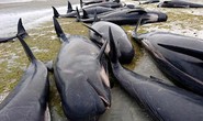 New Zealand lo ngại hàng trăm xác cá voi phát nổ