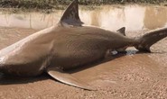 Úc: Bão quăng cá mập dài 1,7 m lên giữa đường