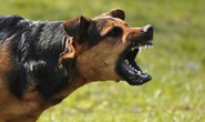 Đắk Lắk: Chó dại cắn 2 người tử vong