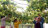 Ninh Thuận trồng nho công nghệ cao