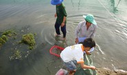 Nuôi tôm sú kiểu mới ở Ninh Thuận