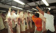Tại sao cho mở mới lò giết mổ thủ công?
