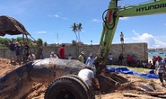 Cá voi 15 tấn trôi dạt vào vùng biển Mũi Né