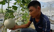 Từ thợ sửa xe thành 'chuyên gia' dưa lưới