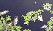 Đà Nẵng: Cá chết nổi trắng hồ điều tiết Thanh Lộc Đán