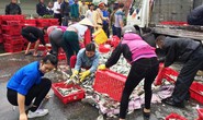 Hà Tĩnh: Xe lật, người dân giúp tài xế gom cá