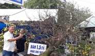 Đà Nẵng: Nhiều cây mai cổ rao bán trên 1,5 tỉ đồng