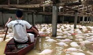 Xót xa nhìn gần 4.000 con lợn chết nổi trắng trong mưa lũ