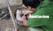 Được cứu khỏi cẩu tặc, 2 chú cún chào đời tại trụ sở công an