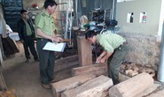 Gỗ thông đỏ quý hiếm trong nhà trưởng ban quản lý rừng