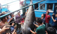 Cá ngừ vây xanh 307 kg lập kỷ lục