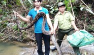 Một đầu bếp thả trăn gấm 17kg về khu bảo tồn