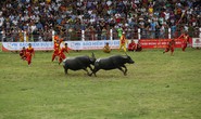 Lễ hội chọi trâu Đồ Sơn đã biến tướng