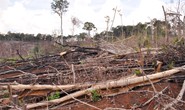 Giao giữ rừng lại làm mất rừng