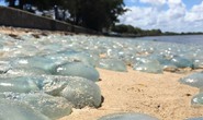 Hàng ngàn con sứa đổi màu bờ biển Úc