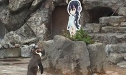 Nhật khóc thương chim cánh cụt tương tư người tình hoạt hình qua đời