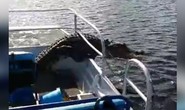 Thót tim khoảnh khắc cá sấu lao xuống thuyền du khách