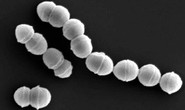 Vi khuẩn ăn thịt người tấn công Nhật Bản