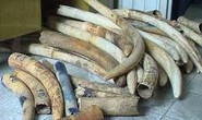 Truy nguồn gốc gần 1,5 tấn ngà voi bị bắt giữ tại Bạc Liêu