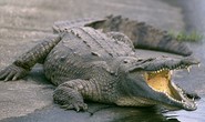 Mexico: Uống máu cá sấu để... chữa HIV