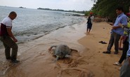 Bỏ ra 25 triệu đồng mua rùa “khủng” suýt lên bàn nhậu để thả về biển