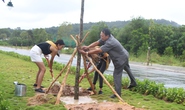 Hoa hậu Hòa bình Thế giới tham gia trồng cây ở Phú Quốc