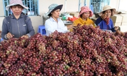 Nho Ninh Thuận - “Thương hiệu nông nghiệp nổi tiếng Việt Nam”