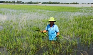 ĐBSCL: Thích ứng để phát triển bền vững