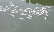 Bà Rịa - Vũng Tàu: Gần 90 tấn cá nuôi lồng bè chết bất thường