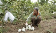 Nông sản vùng biên lại chết đứng!
